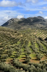 Espagne, Andalousie, province de Jaén, champs d'oliviers au sud de Martos et la Sierra Magina en arrière plan