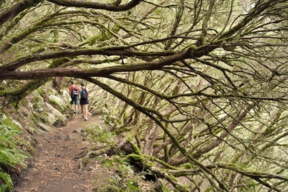Portugal, Ile de Madère, Portugal, Ile de Madère, randonnée par la levada do Alecrim dans La forêt de Rabaçal, la forêt Laurissilva classée Patrimoine Mondial de l'UNESCO, unique vestige de la forêt primaire qui recouvrait le sud de l’Europe il y a des millions d’années, sentier sous les bruyères arborescentes
