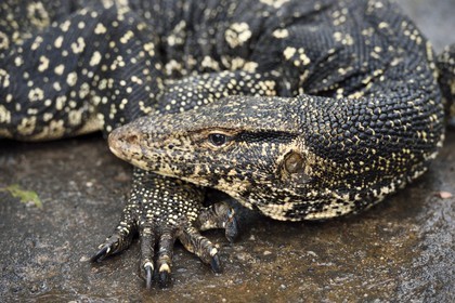 Sri Lanka, province centrale, district de Matale, Sigiriya, varan Sri Lanka, Central Province, Matale District, Sigiriya, Monitor lizard