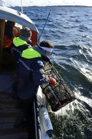 Suède, Västra Götaland, Iles Koster, sortie en mer pour récupérer les casiers à homards