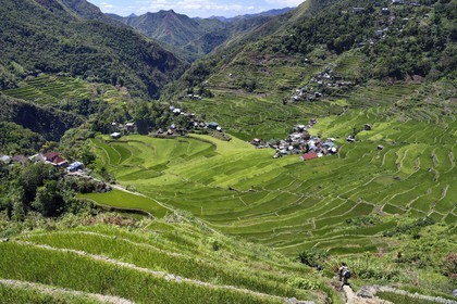 Philippines, province d'Ifugao, randonnée dans les rizières en terrasses de Banaue autour du village de Batad, classées Patrimoine Mondial de l'UNESCO