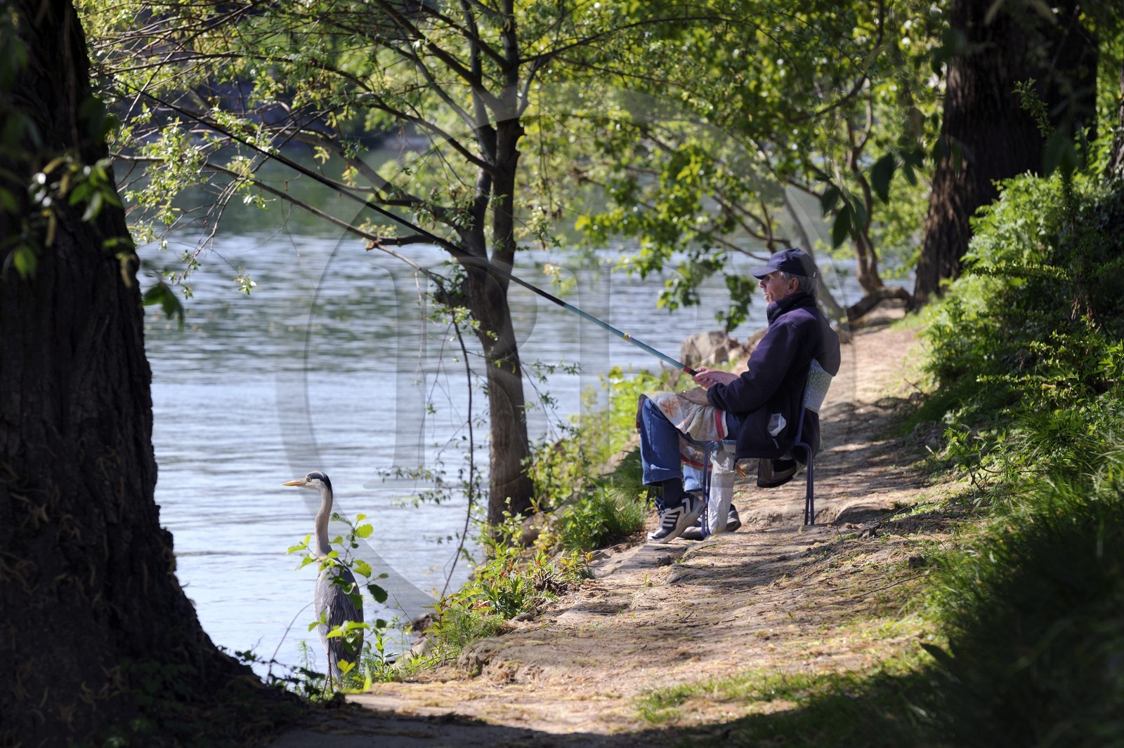 France, Val-de-Marne (94), les bords de Marne, Champigny-sur-Marne, le pêcheur Jean et le Héron cendré (Ardea cinerea) qui se tient régulièrement à ses côtés