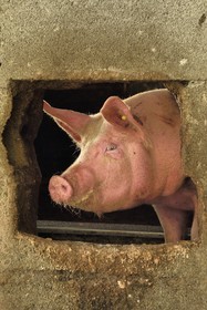 France, Haut-Rhin (68), Wasserbourg, Ferme-auberge Buchwald, cochon