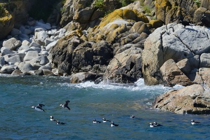 France, Côtes-d'Armor (22), Perros-Guirec, archipel et réserve ornithologique de Sept-Iles, Ile Rouzic, macareux moine (Fratercula arctica)