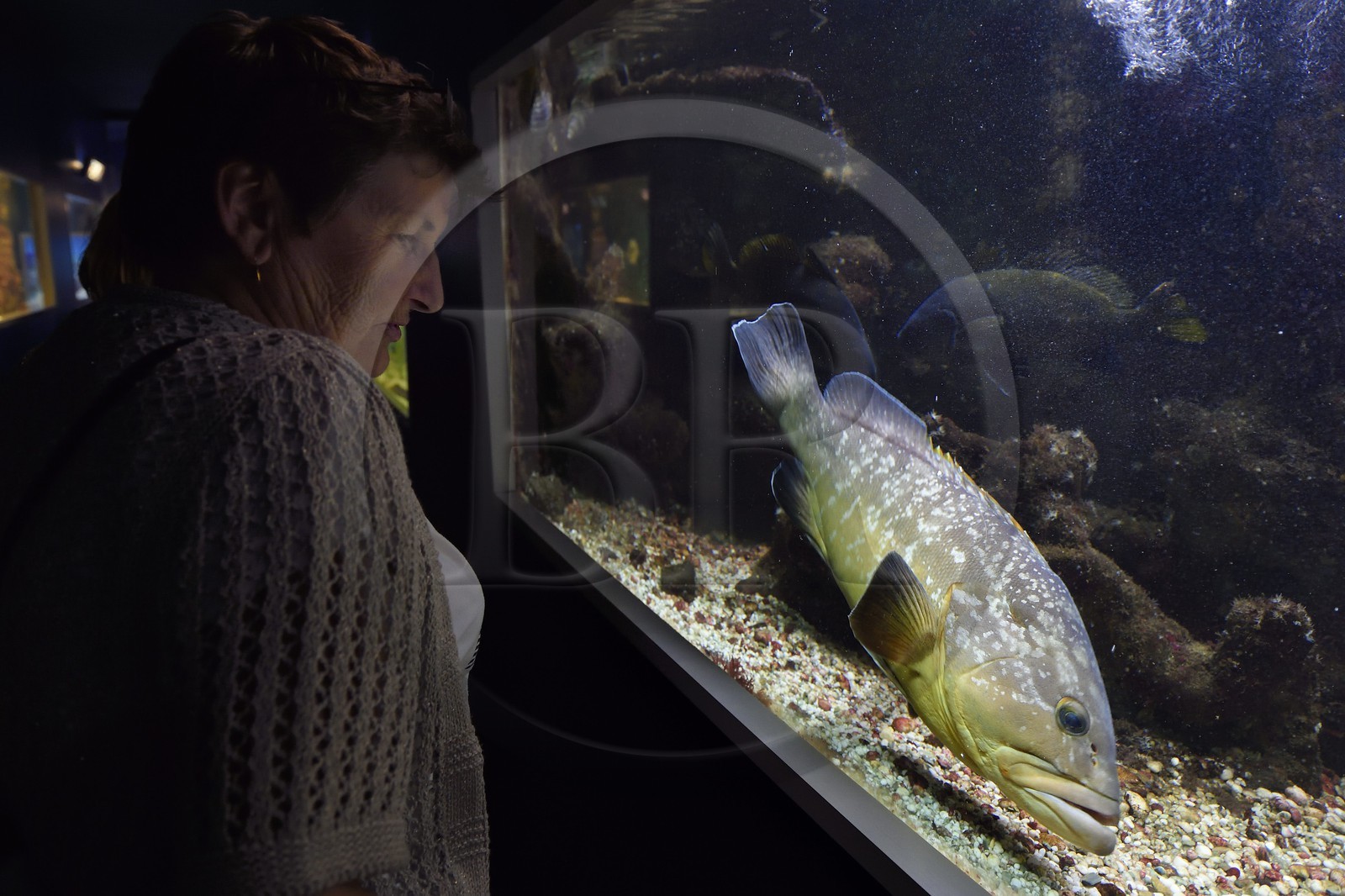 France, Var (83), Ile des Embiez, l'institut océanographique Paul Ricard dans le fort Saint-Pierre, mérou brun (Epinephelus marginatus)