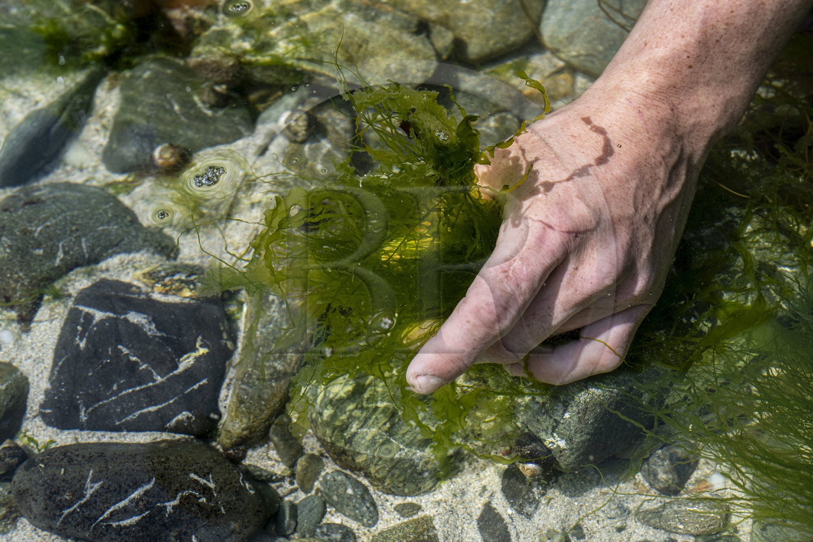 France, Finistère (29), Pays Bigouden, Baie d'Audierne, Plozévet, Lenny Gouedic co créateur de Begood Alg, récolte à pied d'algues sauvages alimentaires (Ao Nori) sur la plage à marée basse