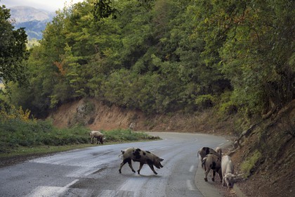 France, Corse-du-Sud (2A), Vallée du Prunelli, Bastelica, cochons Duroc laissés en liberté