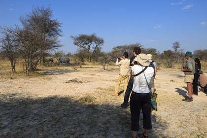 Zimbabwe, province de Matabeleland méridional, Matobo ou Matopos Hills National Park, classé Patrimoine Mondial de l'UNESCO,  safari à pied à la recherche de rhinocéros blanc (Ceratotherium simum)