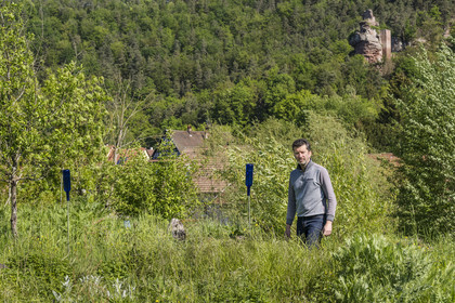 France, Bas-Rhin (67), Parc naturel régional des Vosges du Nord, Obersteinbach, le jardin écologique Hymenoptera créé par Sébastien Heim pour favoriser la présence d’insectes