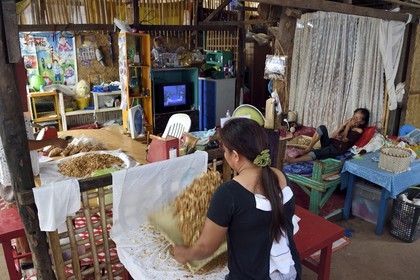 Philippines, Calamian Islands dans le nord de Palawan, Busuanga Island, ville de Coron, Coron Harvest Cashew factory, préparation des noix de cajou