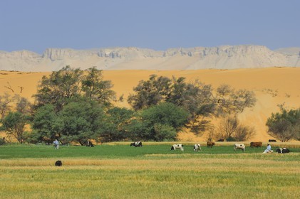 Egypte, désert libyque, oasis de Dakhla, travaux des champs