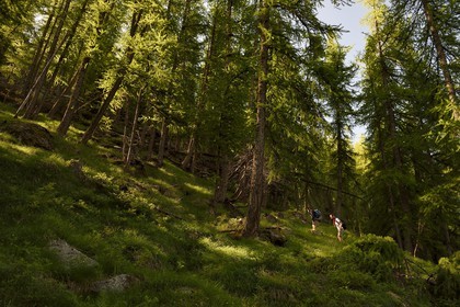 France, Alpes-Maritimes (06), parc national du Mercantour, Haute-Vésubie, randonnée dans le vallon de la Gordolasque à travers une foret de mélèzes