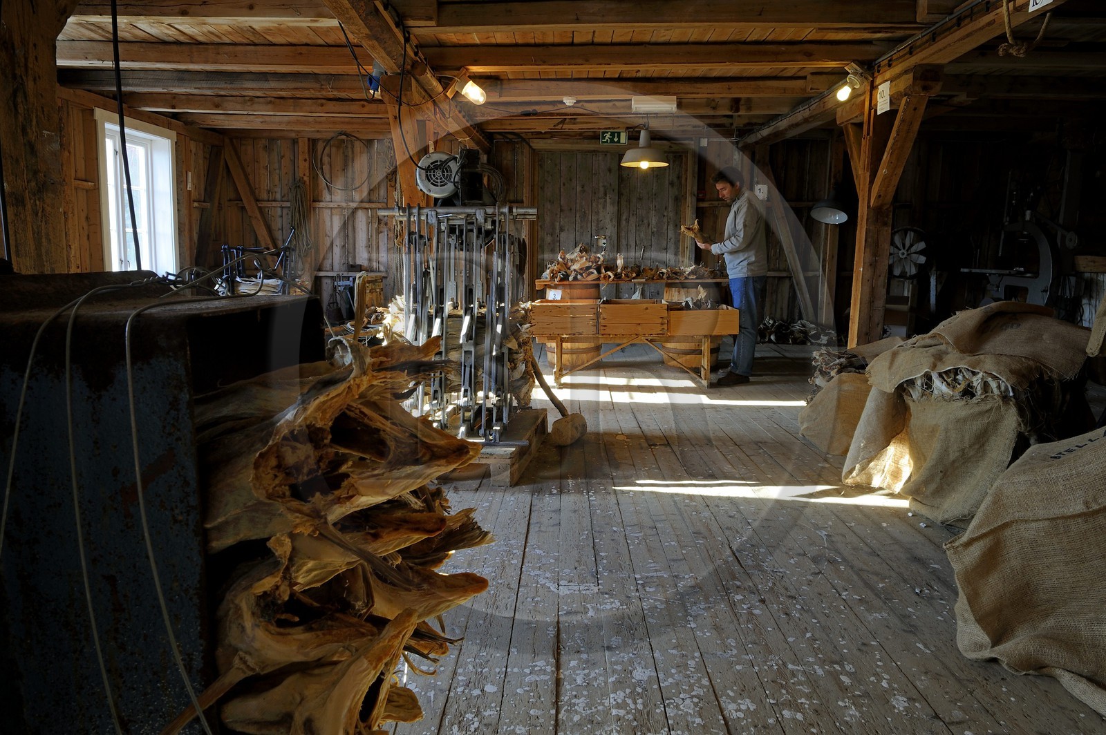 Norvège, Nordland, Iles Lofoten, commune de A (Å) à l'extrémité de Moskenesoy, musée de la pêche, ancienne salle de transformation de la morue
