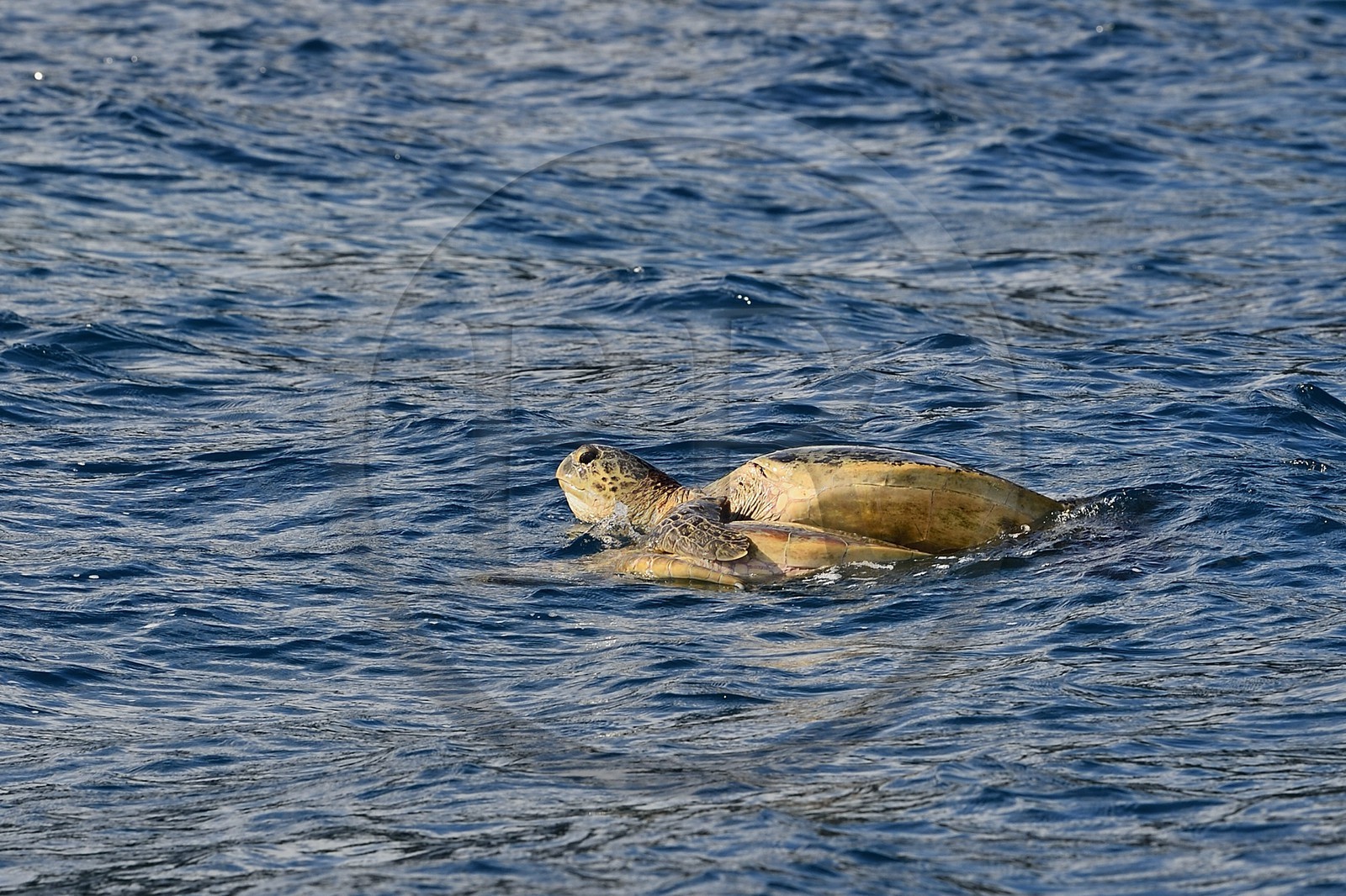 France, Ile de Mayotte, Petite-Terre, tortues (de mer) verte (Chelonia mydas) qui s'accouplent
