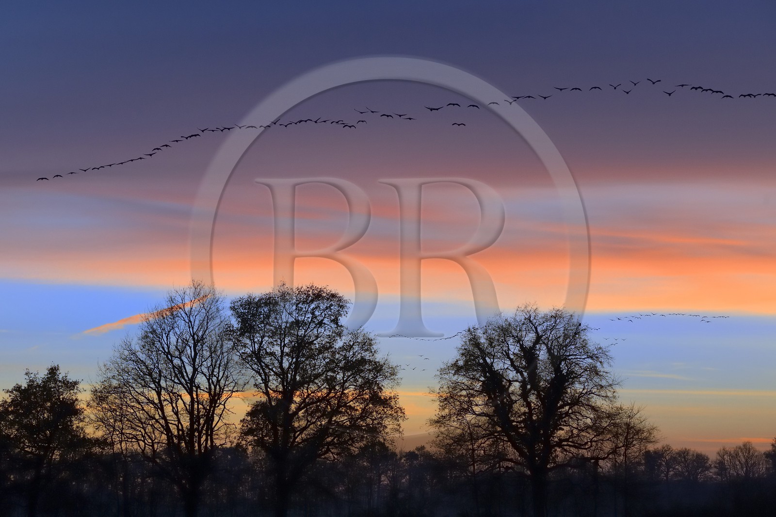 France, Indre (36), le Berry, parc naturel régional de la Brenne, Rosnay, étang de la Mer Rouge, grue cendrée (grus grus), vol au coucher de soleil