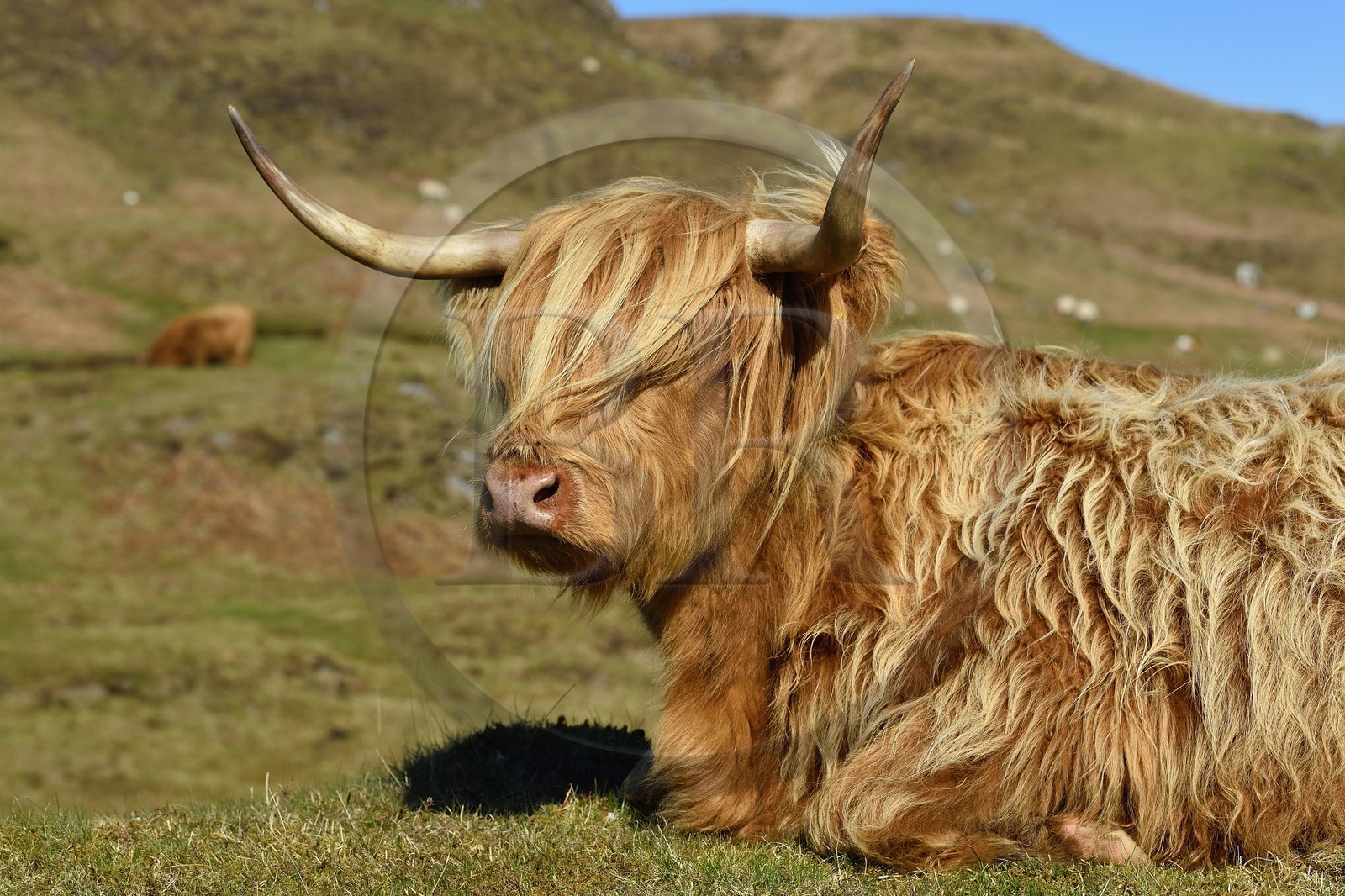 Royaume-Uni, Ecosse, Highland, Hébrides intérieures, Ile de Mull, vache de race Highland