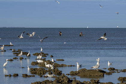 France, Loire-Atlantique (44), Baie de Bourgneuf, Pornic, plage de Crêve-coeur à La Bernerie-en-Retz, pecheurs à pied de crevettes à l'épuisette