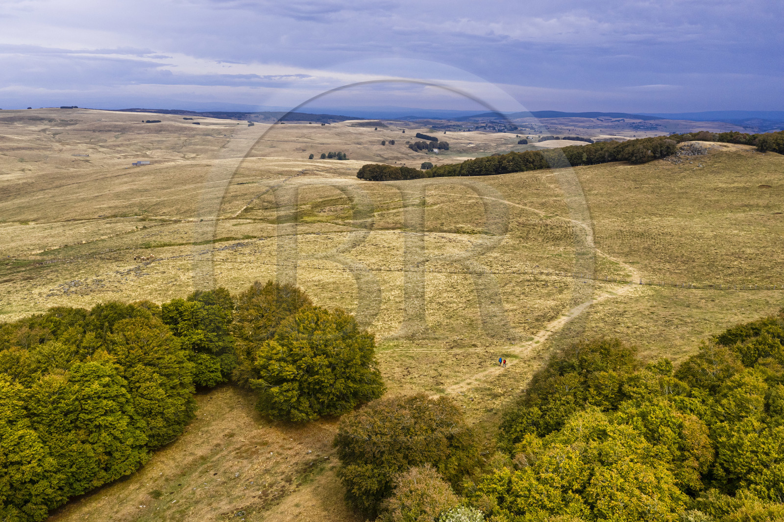 France, Cantal (15), Parc naturel régional de l'Aubrac, plateau de l'Aubrac, Saint-Urcize, forêt du Pas de Mathieu, vestige de la hêtraie originale de l'Aubrac (vue aérienne)