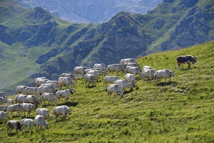 France, Alpes-Maritimes (06), vallée de la Roya (arrière-pays niçois), au pied du parc national du Mercantour, troupeau de vaches piemontaises en alpage au col de Tende