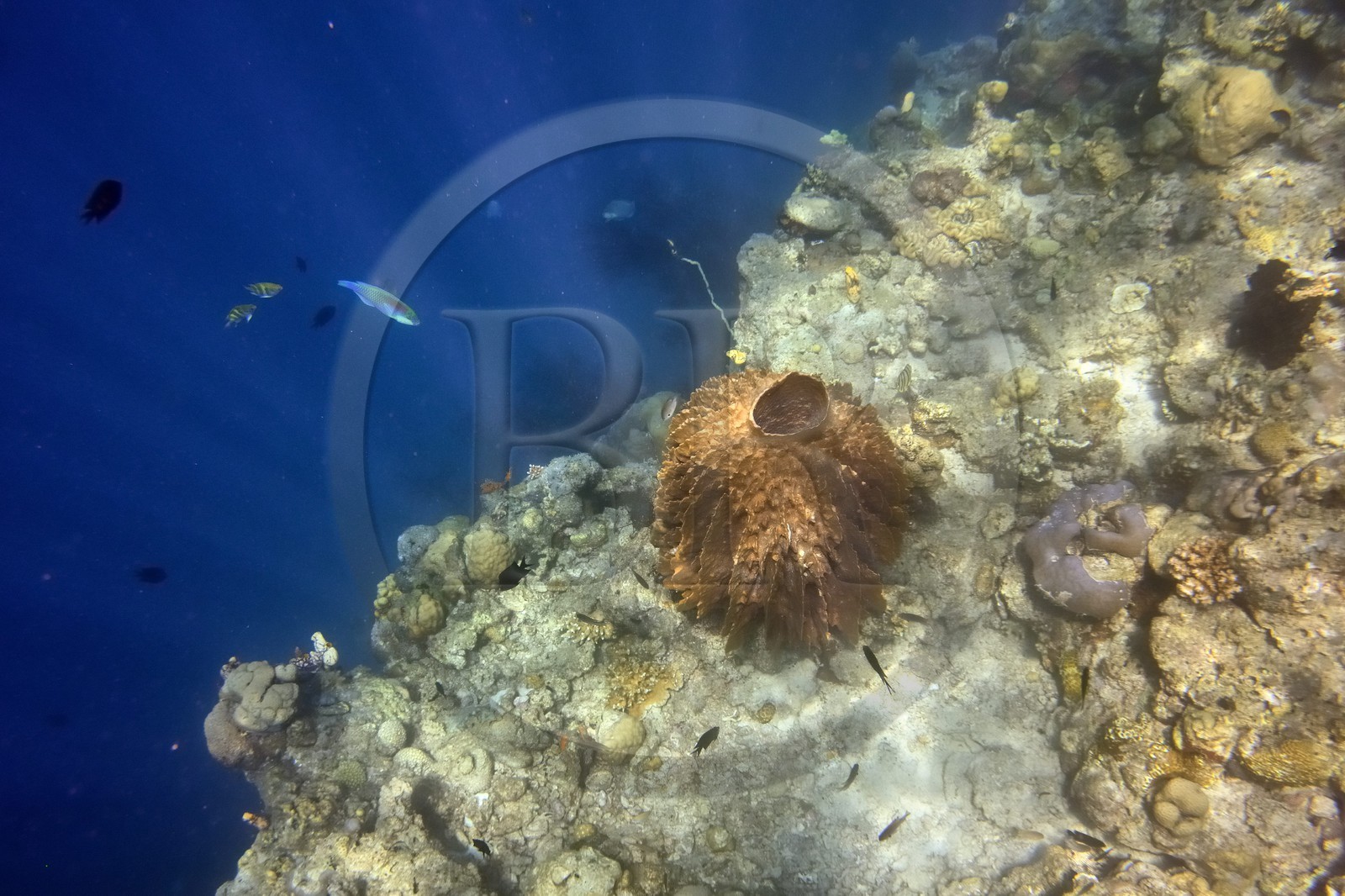 Philippines, Calamian Islands dans le nord de Palawan, Coron Island Natural Biotic Area, récif de corail