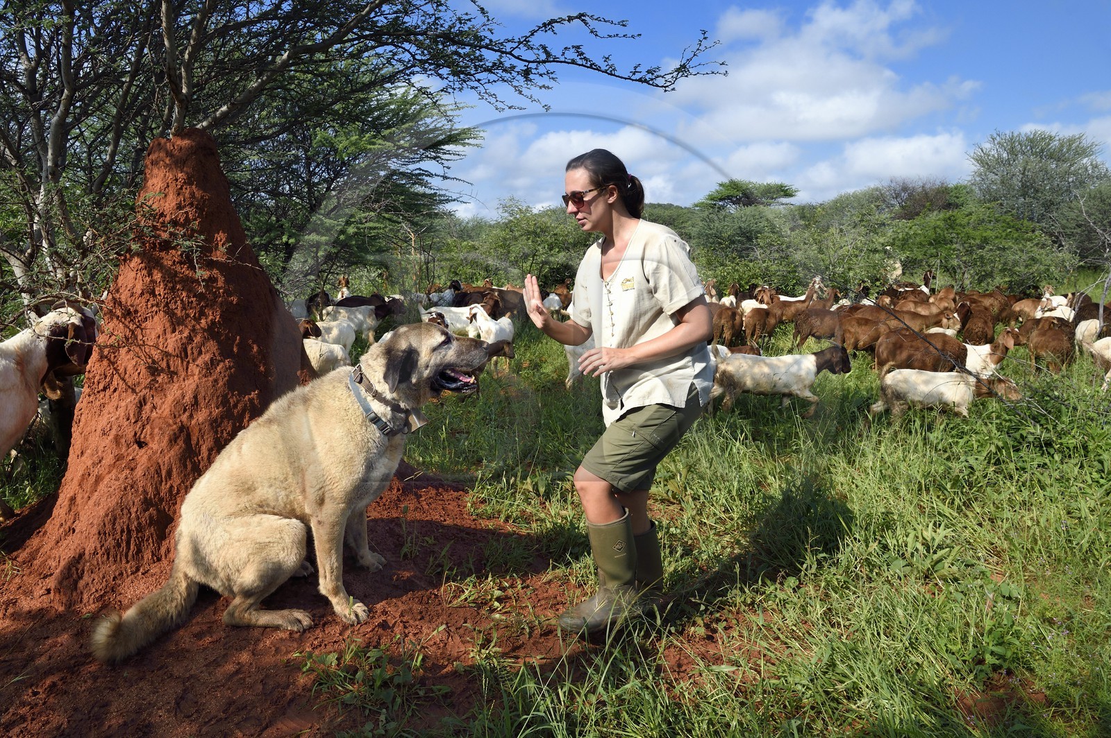 Namibie, Otjiwarongo, Cheetah Conservation Fund, centre de recherche et d'éducation, le Livestock Guarding Dog Program (programme chien de garde du bétail) du CCF a été très efficace pour réduire les taux de prédation et ainsi aussi l'inclinaison des agriculteurs à piéger ou tirer sur des guépards, chien Berger d'Anatolie aussi connu sous le nom de Kangal surveillant un troupeau de chèvres Boer et Paige Seitz, directrice du programme Livestock Guarding Dog