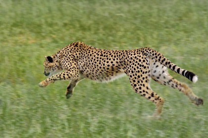 Namibie, Otjiwarongo, Cheetah Conservation Fund, centre de recherche et d'éducation, guépard (Acinonyx jubatus) entrainé à courir pour rester en forme et sain