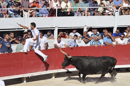 France, Bouches-du-Rhône (13), Arles, la course camarguaise  de la Cocarde d'Or aux Arènes
