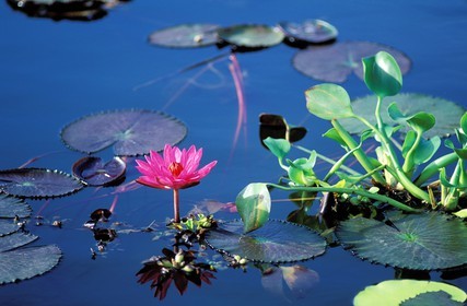 Philippines, île de Mindanao, Lac Sebu, fleur de Lotus