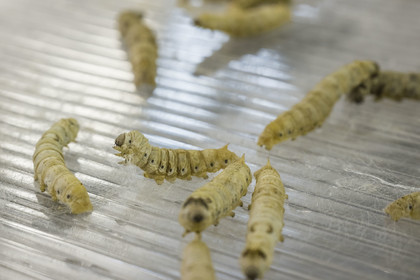France, Gard (30), Monoblet, l'Atelier Sericyne relance la sériciculture française, élevage de vers à soie et production de soie d'exception et intissée pour la réalisation d'objets de décoration
