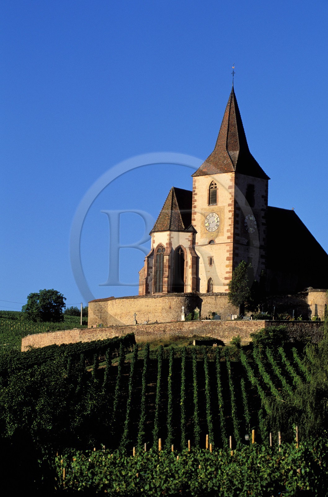 France, Haut-Rhin (68), Route des vins d' Alsace, Hunawihr, labellisé Les Plus Beaux Villages de France, église au milieu des vignes