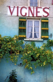 France, Saône-et-Loire (71), Cruzille, domaine viticole, domaine des vignes du Maynes