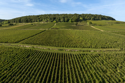 France, Côte-d'Or (21), les climats de Bourgogne classés Patrimoine Mondial de l'UNESCO, Route des Grands Crus, vignoble de la Côte de Beaune à Savigny-les-Beaune (vue aérienne)