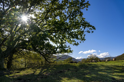 France, Pyrénées-Atlantiques (64), Pays-Basque, vallée des Aldudes, vaches sur la colline d'Elizamendi au dessus du village d'Urepel