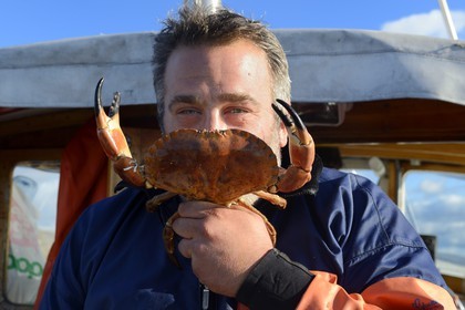 Suède, Västra Götaland, Iles Koster, sortie en mer pour récupérer les casiers à homards, on trouve souvent du crabe dans les casiers