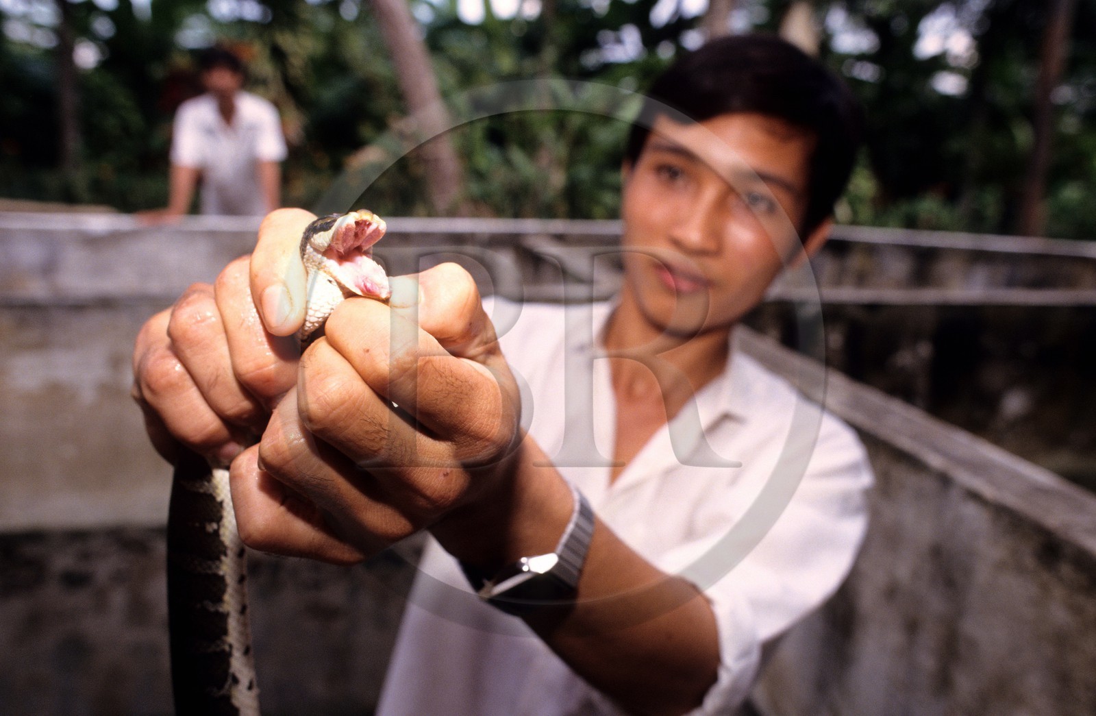 Vietnam, My Tho, la ferme aux serpents