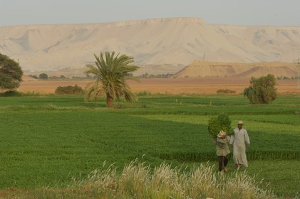 Egypte, désert libyque, oasis de Dakhla, travaux des champs