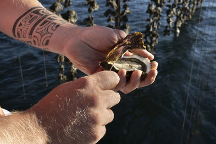 France, Hérault (34), Etang de Thau, Mèze, les producteurs de coquillages Quentin et Emmeline