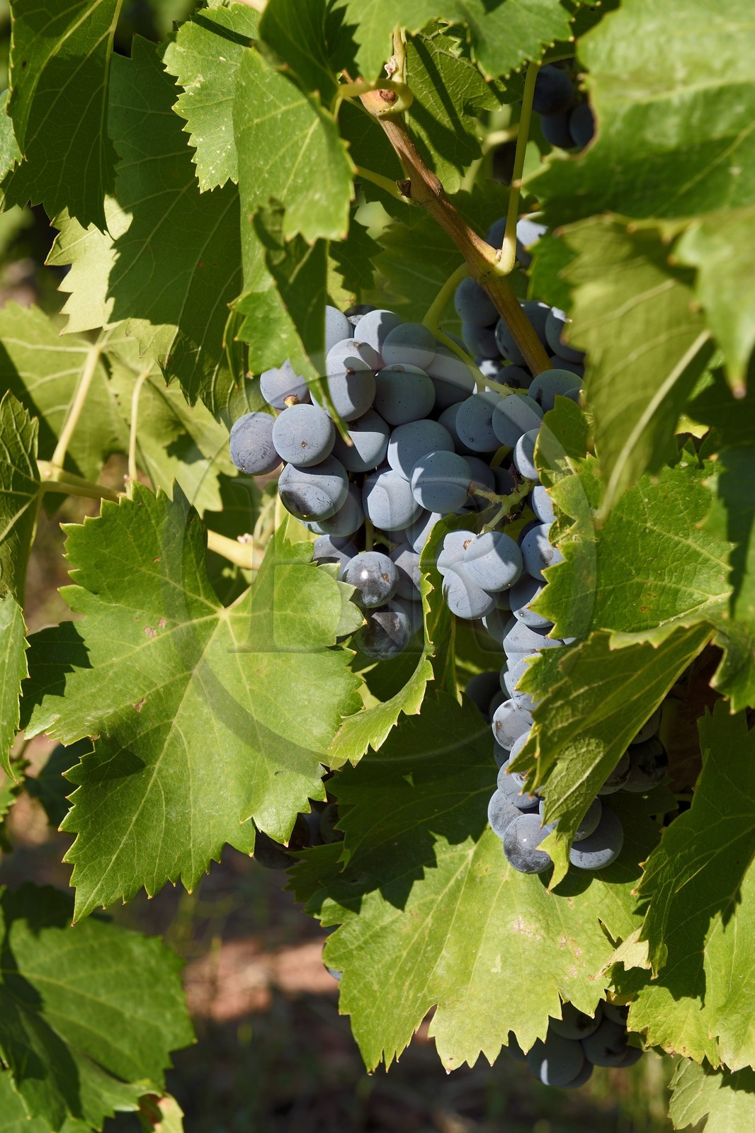 France, Var (83), La Dracénie, Les Arcs-sur-Argens, vignoble