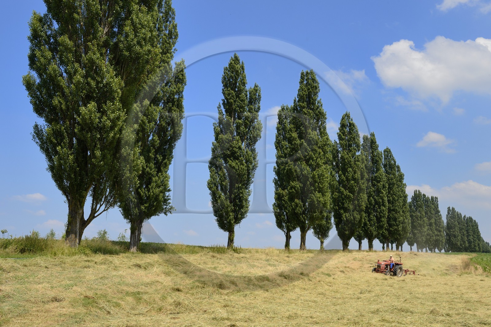 France, Haut-Rhin (68), Sundgau, Feldbach, travaux des champs