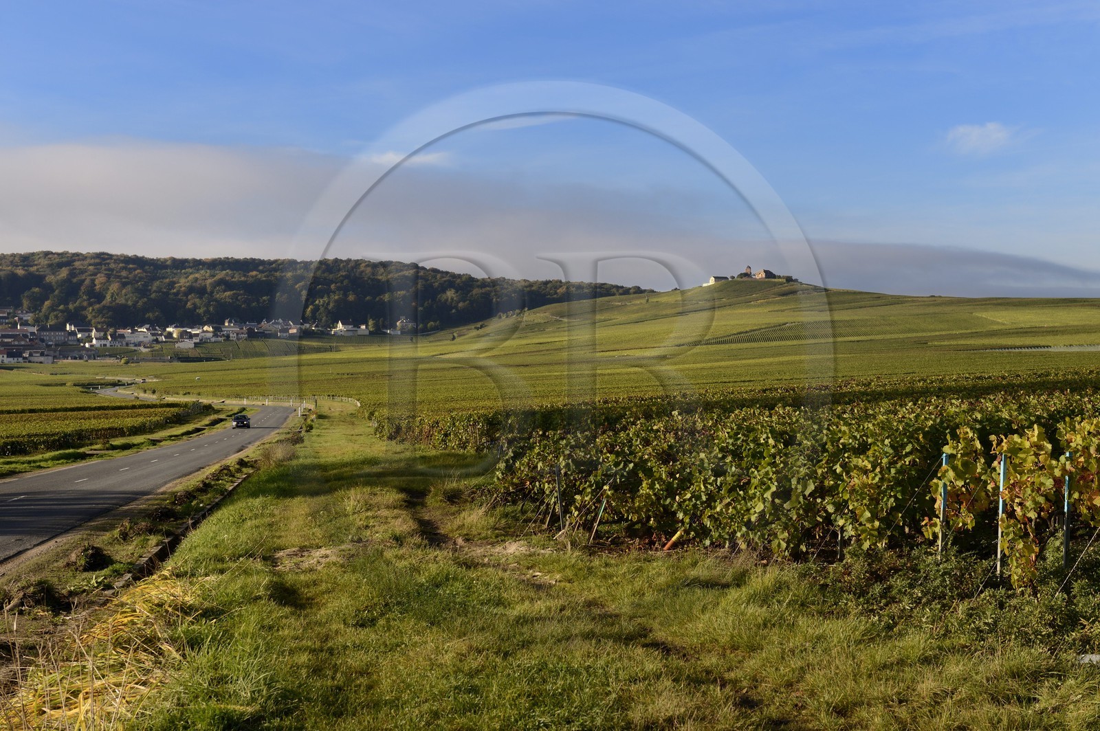 France, Marne (51), parc régional de la Montagne de Reims, Verzenay, vignobles de Champagne
