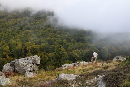 France, Haute-Corse (2B), Vivario, GR 20, étape entre le refuge de l'Onda et Vizzavona, foret de Vizzavona au col de Vizzavona