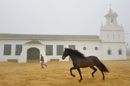 Espagne, Andalousie, province de Séville, Utrera, Finca El Pinganillo, le haras de la propriété, entrainement d'un Pure race espagnole ou PRE (Pura Raza Espanola)
