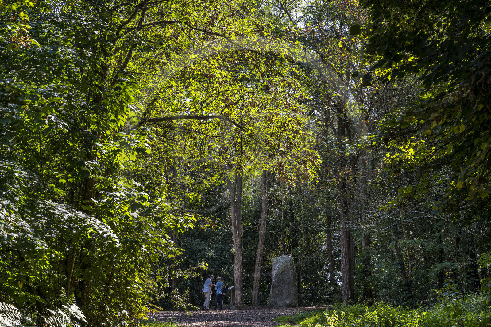 France, Loire-Atlantique (44), Saint-Brévin-Les-Pins, forêt de la Pierre Attelée, menhir de la Pierre Attelée
