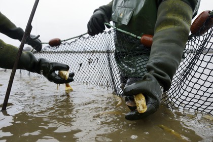 France, Indre (36), le Berry, parc naturel régional de la Brenne, étangs Foucault, vidange d'un étang de peche et récolte des poissons à la main dans un filet, brochet (Esox lucius)