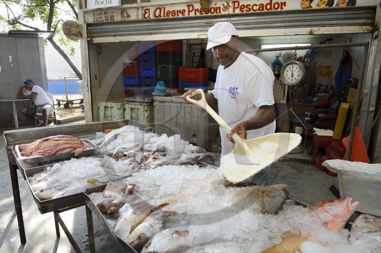 Panama, Panama City, quartier de Santa Ana, le marché aux poisson (Mercado de Mariscos)