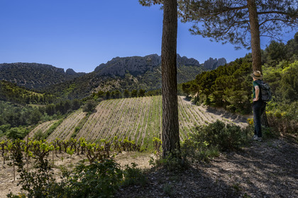 France, Vaucluse (84), Dentelles de Montmirail, Gigondas, randonneuse sur un sentier longeant les Dentelles Sarrasines au coeur du massif