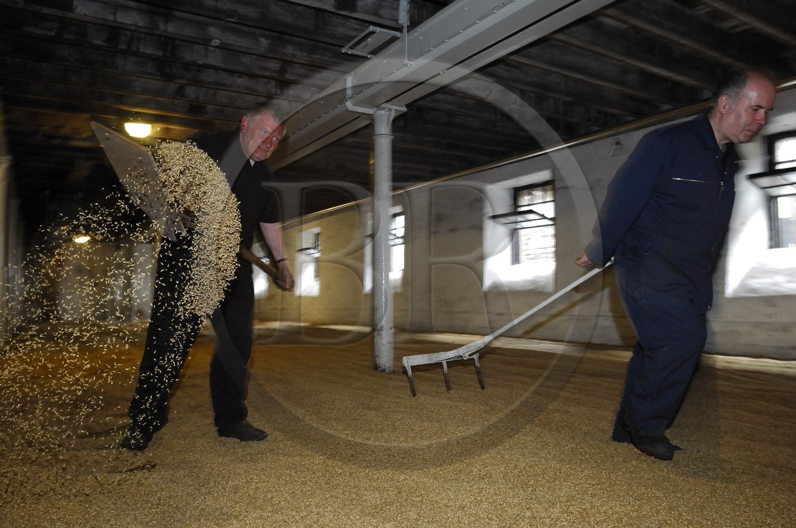 Royaume-Uni, Ecosse, Iles Orcades, Kirkwall, distillerie de whisky Highland Park, plancher de maltage