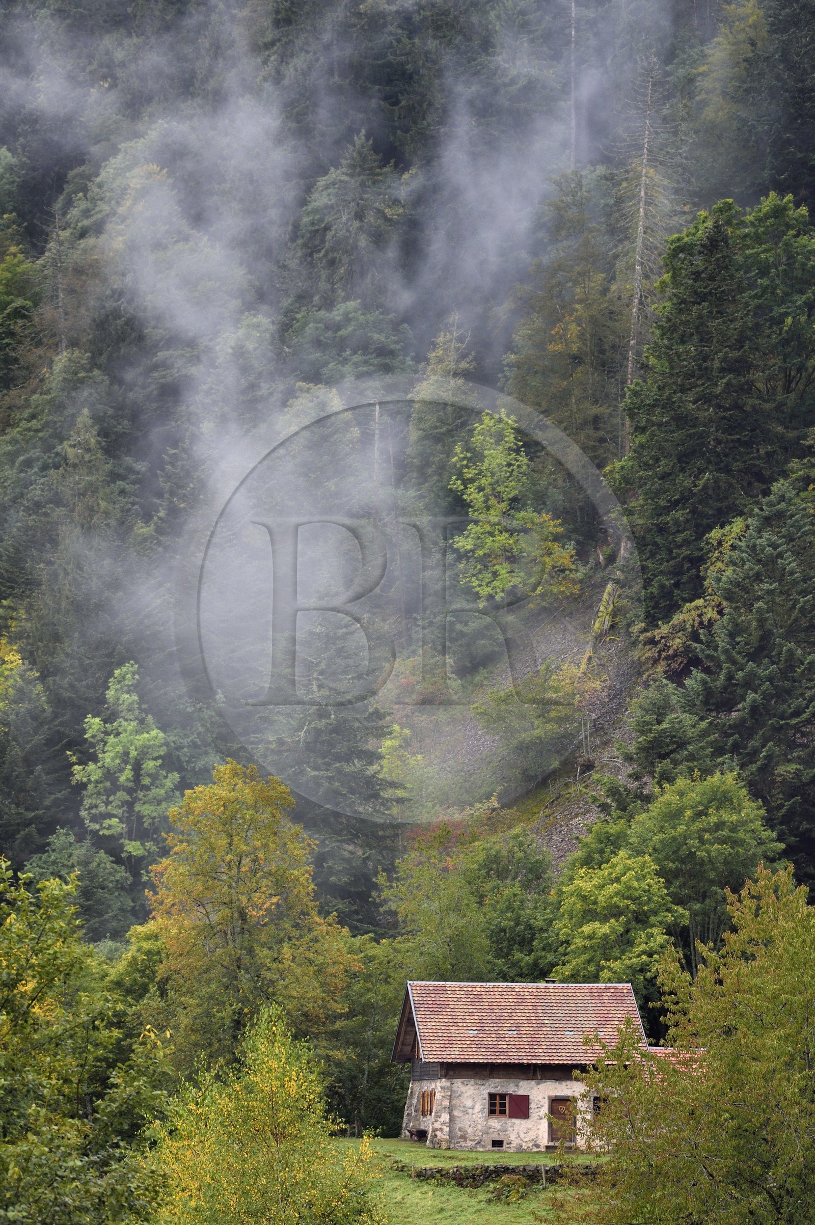 France, Haut-Rhin (68), Parc naturel régional des ballons des Vosges, Storckensohn, montagne de La Tête des Perches, la chaume de Gazon vert, forêt de hêtraie-sapinière au dessus du refuge dans l'ancienne ferme