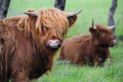 Royaume-Uni, Ecosse, Highland, Hébrides intérieures, Ile de Mull, vaches de race Highland