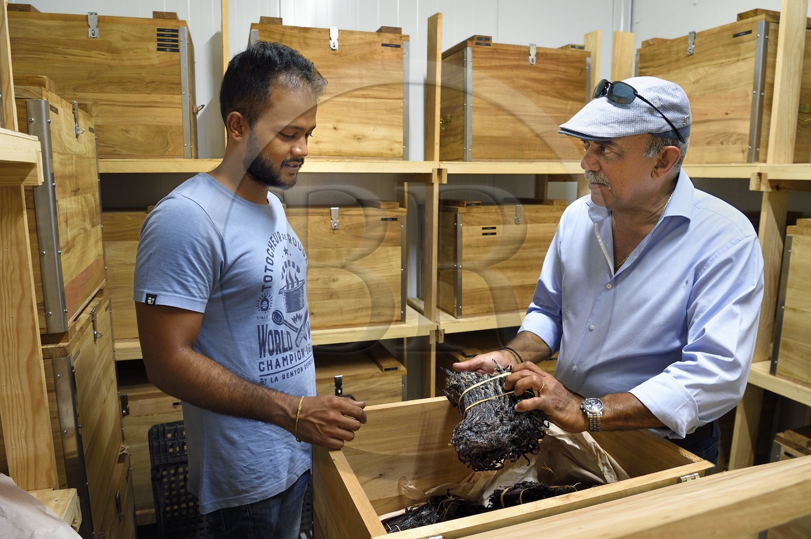France, Ile de la Reunion, Saint-Louis, Domaine de Bellevue, producteur de vanille biologique cultivée sous des panneaux photovoltaïques, gousses de vanille Planifolia cristallisée avec 24 mois d'affinage minimum dans des coffres en bois de tamarin de récupération, le gérant Pierre Saint-Lambert et son père Jean Edwards Saint-Lambert